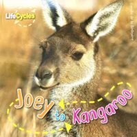Life cycles - Joey to Kangaroo